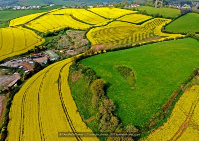 Rape Seed Fields - Torbay - Sunrider Drones Ltd